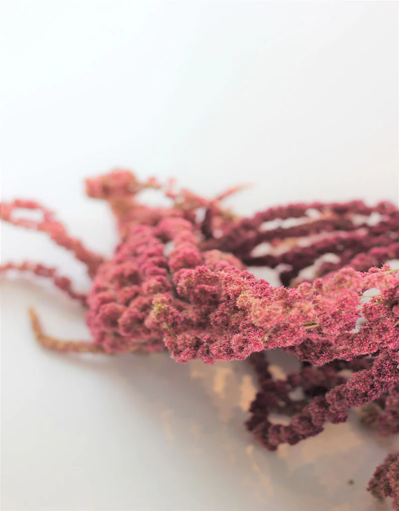 Dried trailing Amaranthus - Red Bunch, 150 grams, 70 cm - Image 2