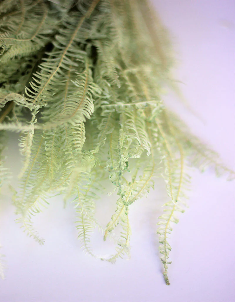 Preserved Helecho - Mint Green Bunch, 70 cm - Image 3