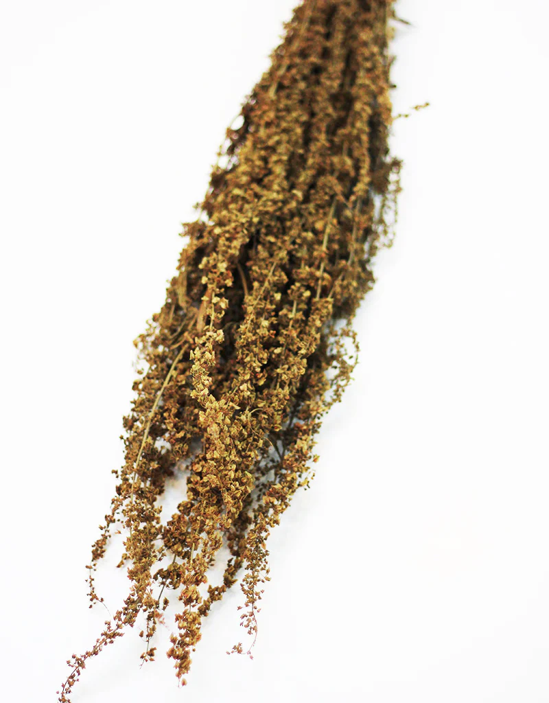 Dried Abetona Romice - Natural bunch, 70cm