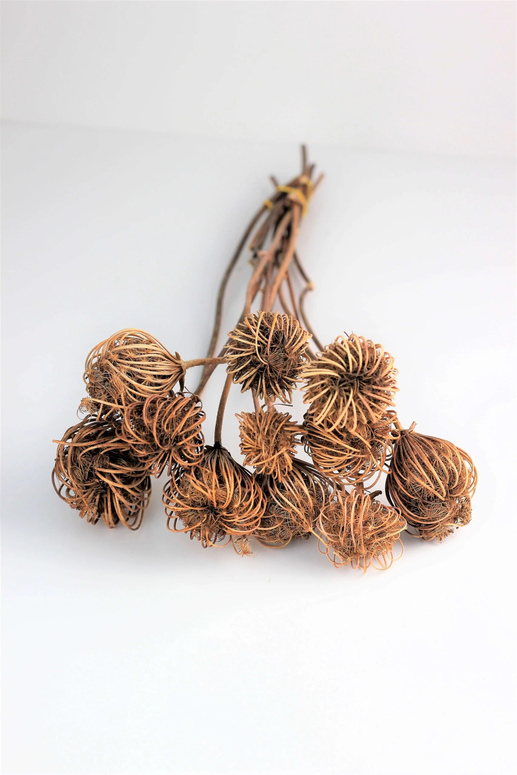 Dried Ammi Majus - Natural, 60 cm, 10 stems