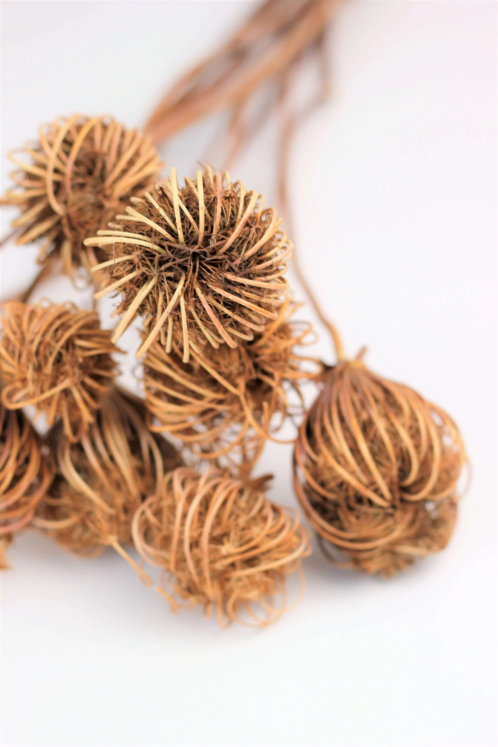 Dried Ammi Majus - Natural, 60 cm, 10 stems - Image 2