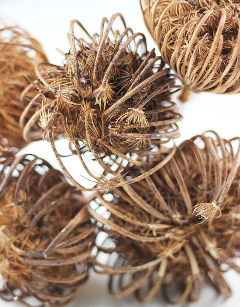 Dried Ammi Majus XL - Natural, 5 stems, 60cm