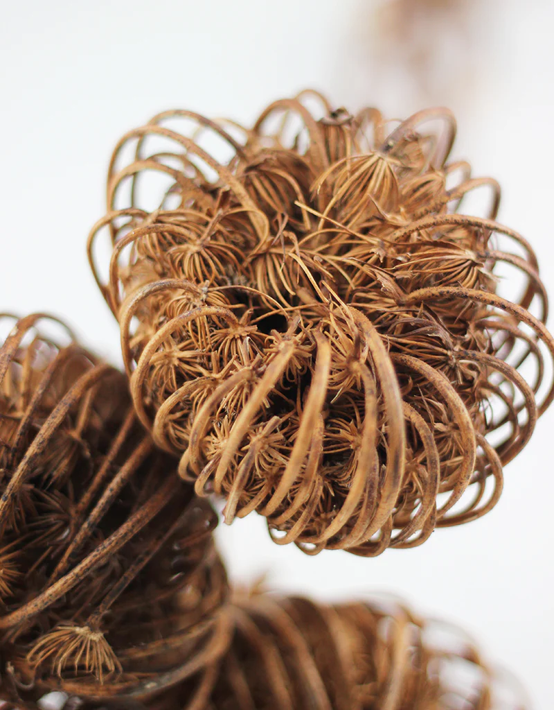 Dried Ammi Majus XL - Natural, 5 stems, 60cm - Image 3