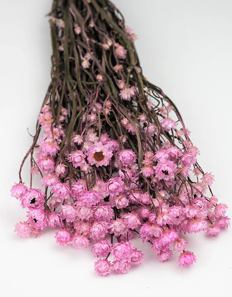 Dried Ammobium - Pink Bunch, 50 cm