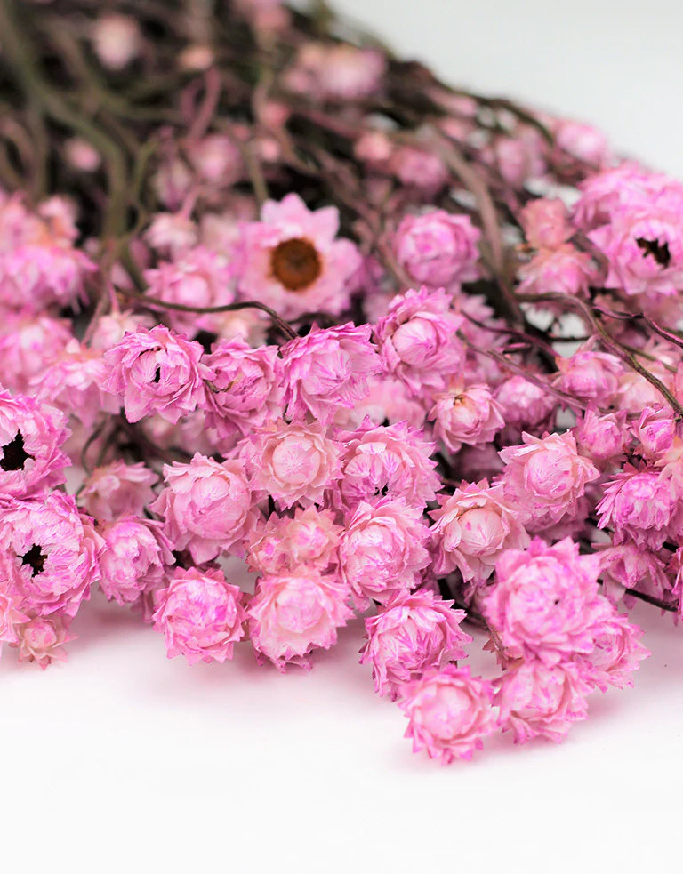 Dried Ammobium - Pink Bunch, 50 cm - Image 2