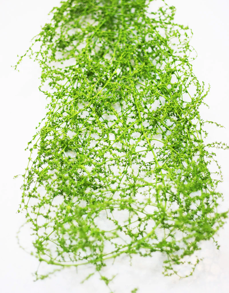 Dried Asparagus Fern - Green bunch, 70cm
