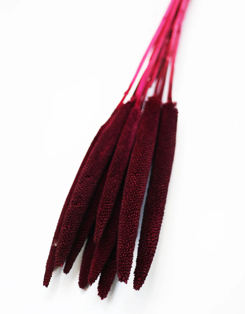 Dried Babala - Bordeaux/Magenta Flowers Bunch, 10 Stems, 65 cm