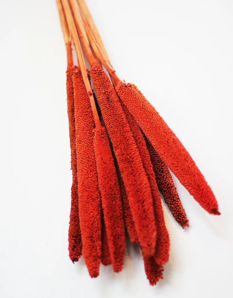 Dried Babala - Burnt Orange Flowers Bunch, 10 Stems, 65 cm