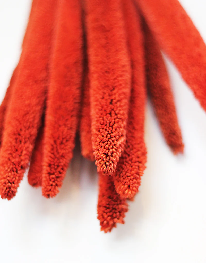 Dried Babala - Burnt Orange Flowers Bunch, 10 Stems, 65 cm - Image 2
