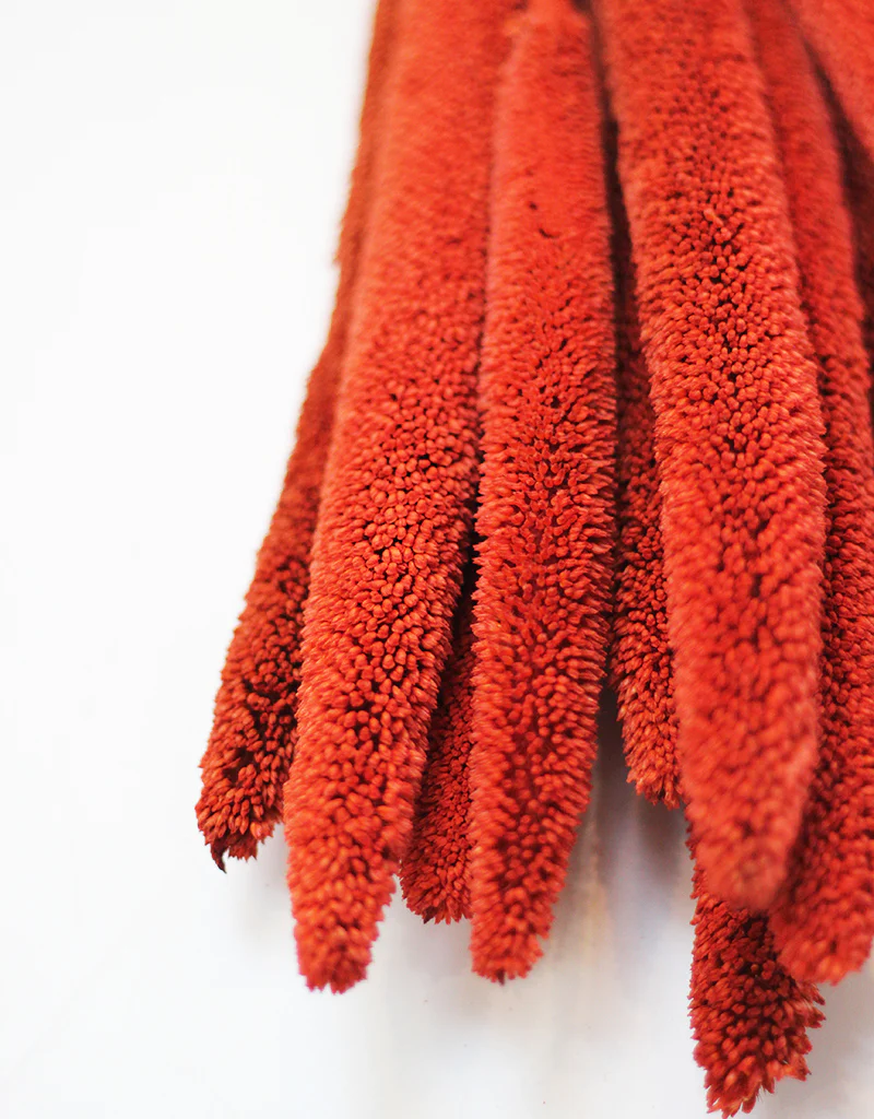 Dried Babala - Burnt Orange Flowers Bunch, 10 Stems, 65 cm - Image 3