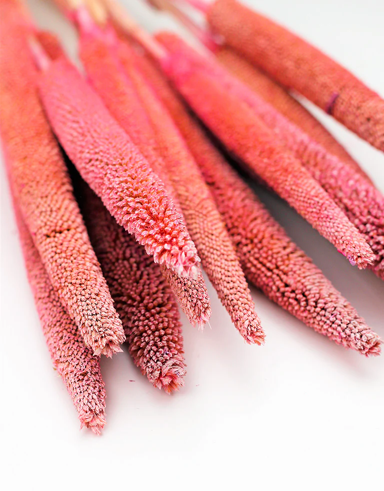 Dried Babala - Frosted Pink Bunch, 10 stems, 70 cm