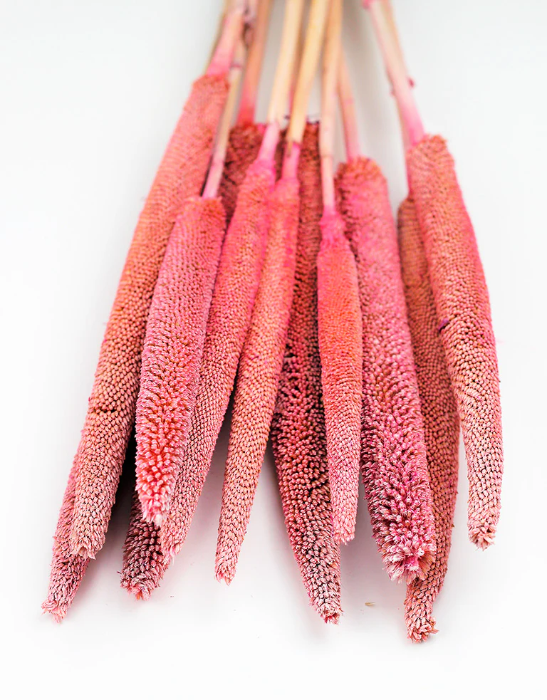 Dried Babala - Frosted Pink Bunch, 10 stems, 70 cm - Image 3