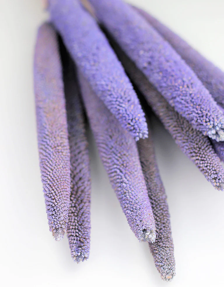 Dried Babala - Lilac Bunch, 10 stems, 70 cm