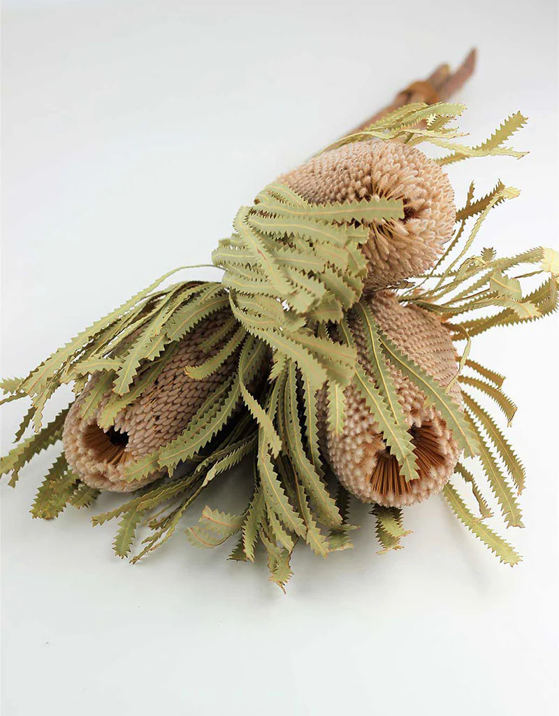 Dried Banksia Protea - Natural, XL, 3 stems, 50 cm
