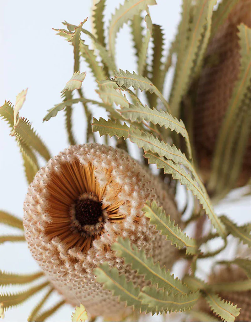 Dried Banksia Protea - Natural, XL, 3 stems, 50 cm - Image 2