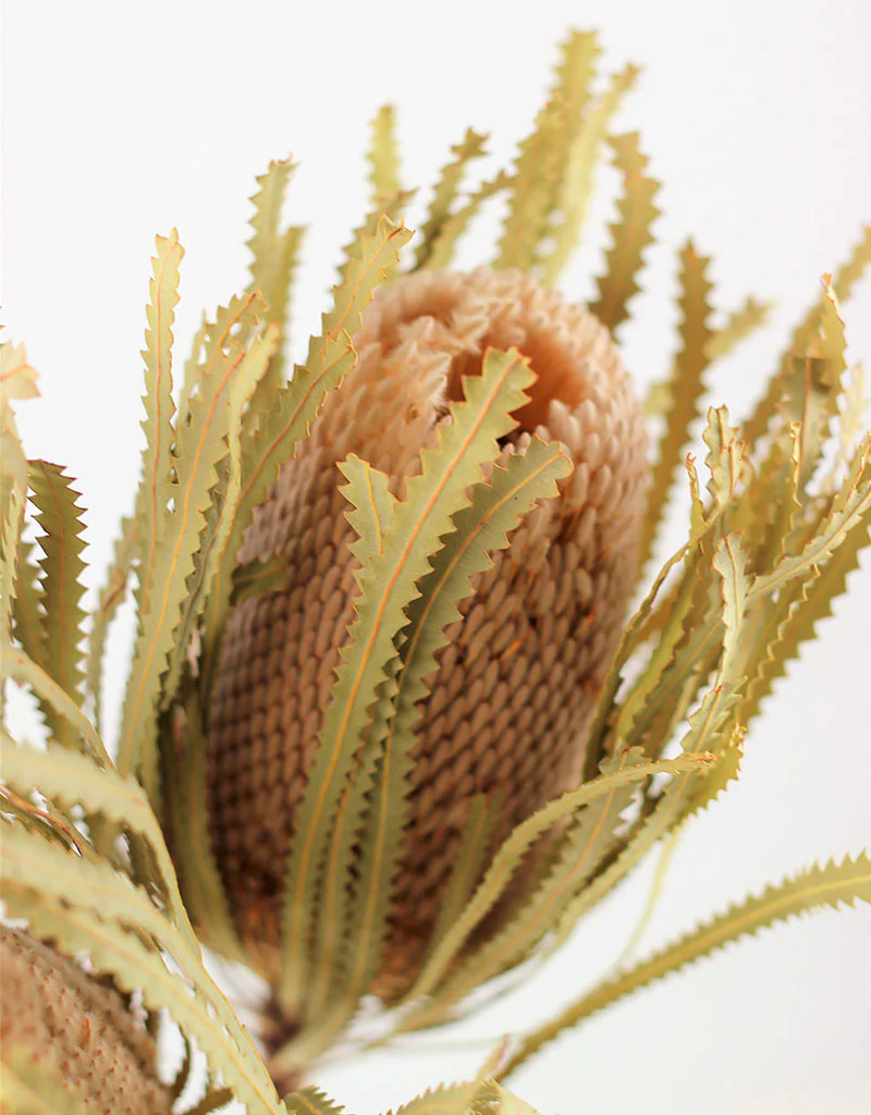 Dried Banksia Protea - Natural, XL, 3 stems, 50 cm - Image 3