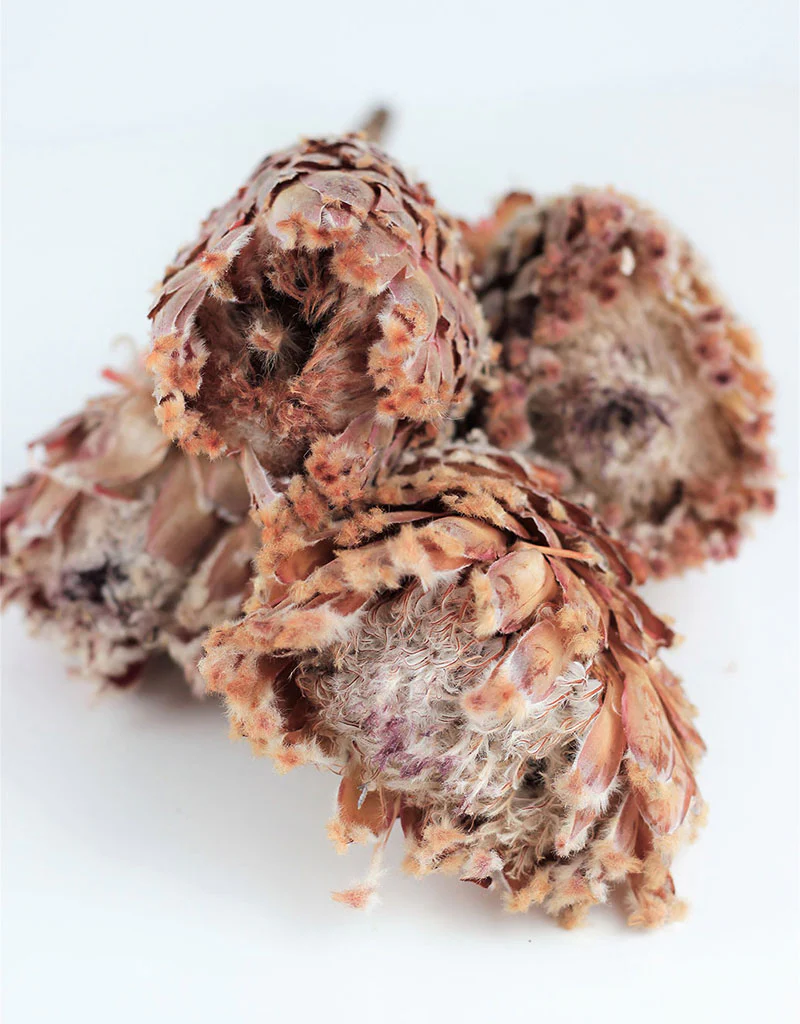 Dried Barbigera Protea - Natural, Soft Blush Pink, 4 stems, 25 cm