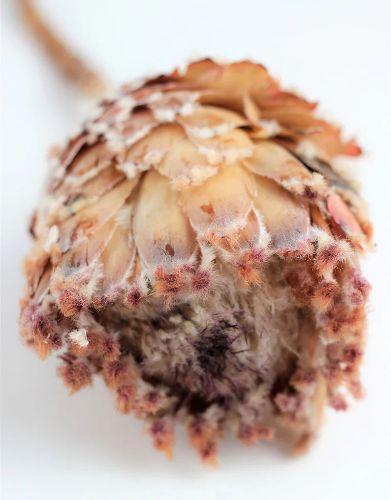 Dried Barbigera Protea - Natural, Soft Blush Pink, 4 stems, 25 cm - Image 3