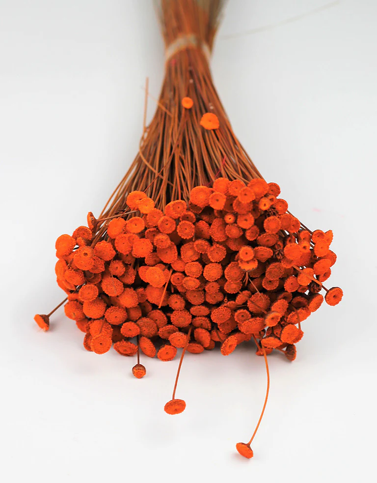 Dried Batao - Orange Bunch, 50 cm