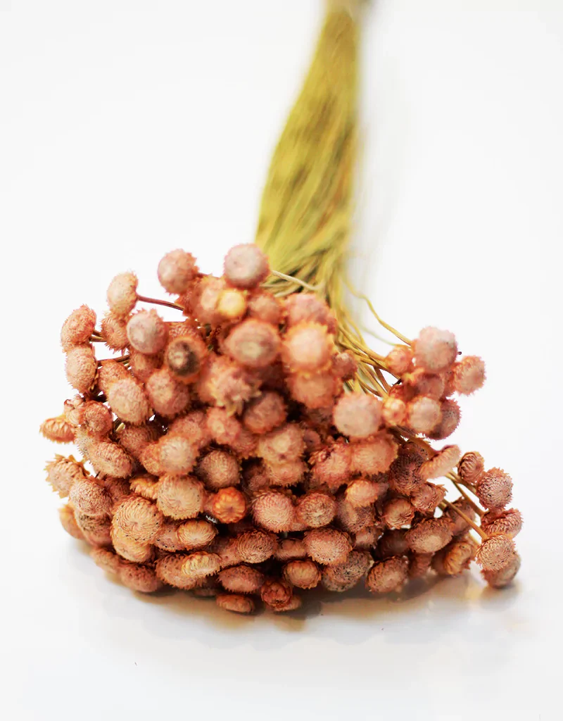 Dried Batao - Salmon Dry Flowers Stems Bunch, 55cm