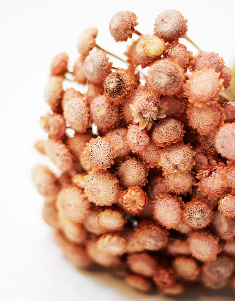 Dried Batao - Salmon Dry Flowers Stems Bunch, 55cm - Image 2