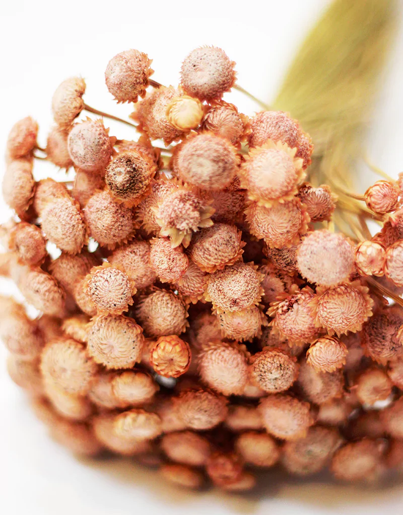 Dried Batao - Salmon Dry Flowers Stems Bunch, 55cm - Image 3