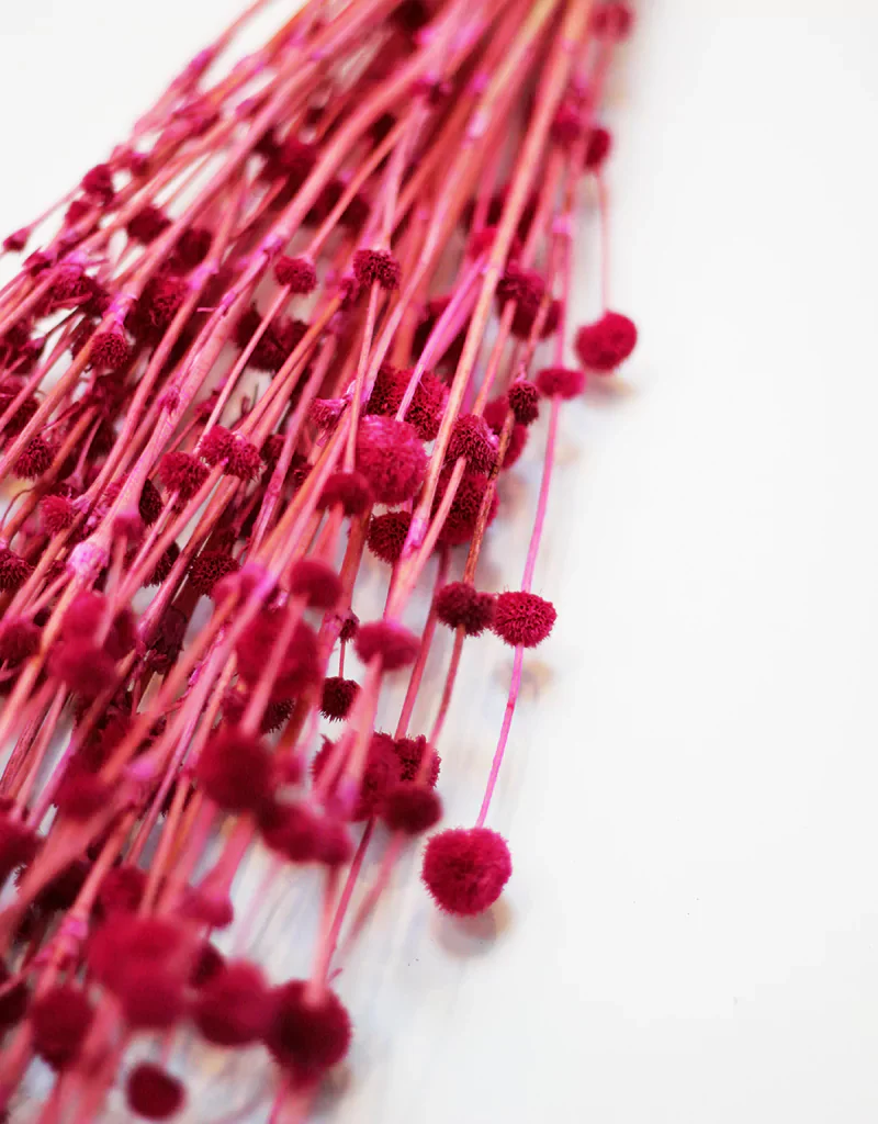 Dried Big Mars bunch - Cerise Pink Dried Flowers Stems, 65cm - Image 3