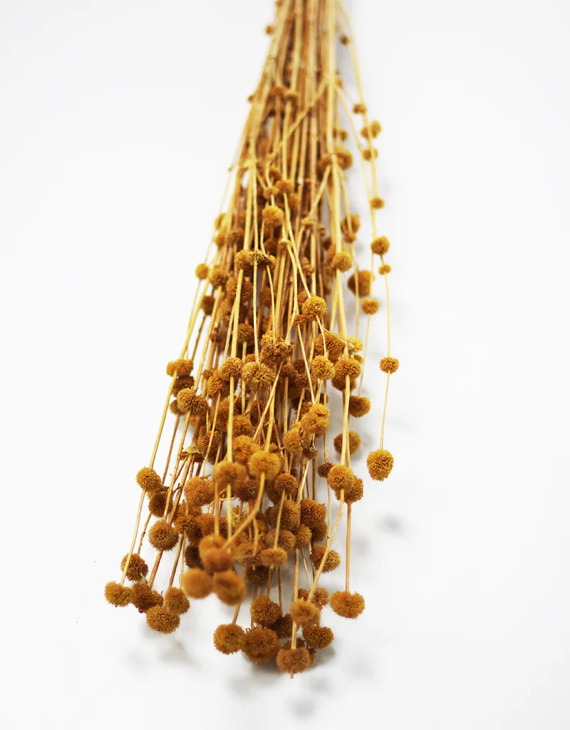Dried Big Mars flowers bunch - Mustard, 65cm