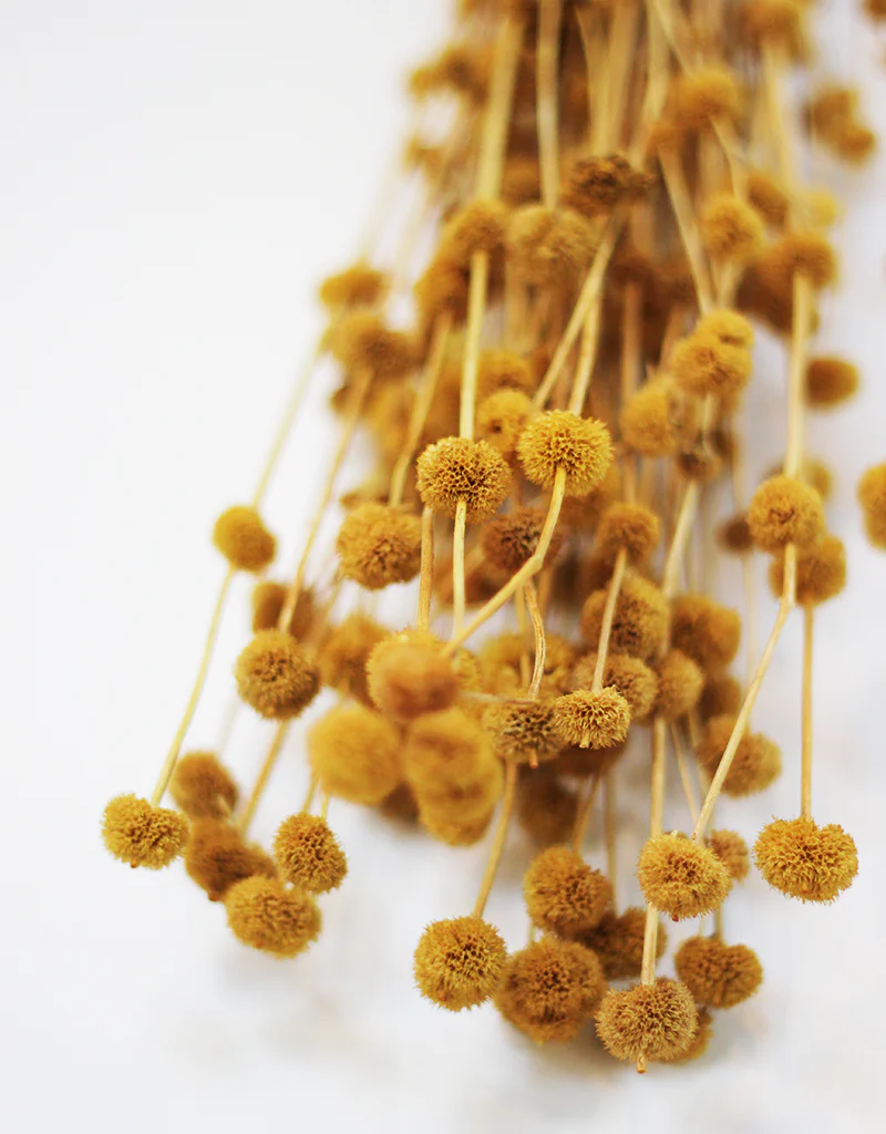 Dried Big Mars flowers bunch - Mustard, 65cm - Image 3