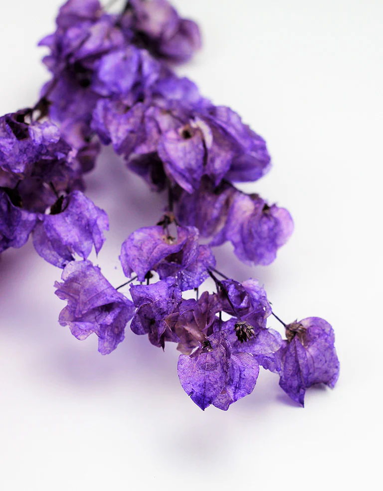 Dried Bougainvillea -  Lilac Bunch, 50 cm