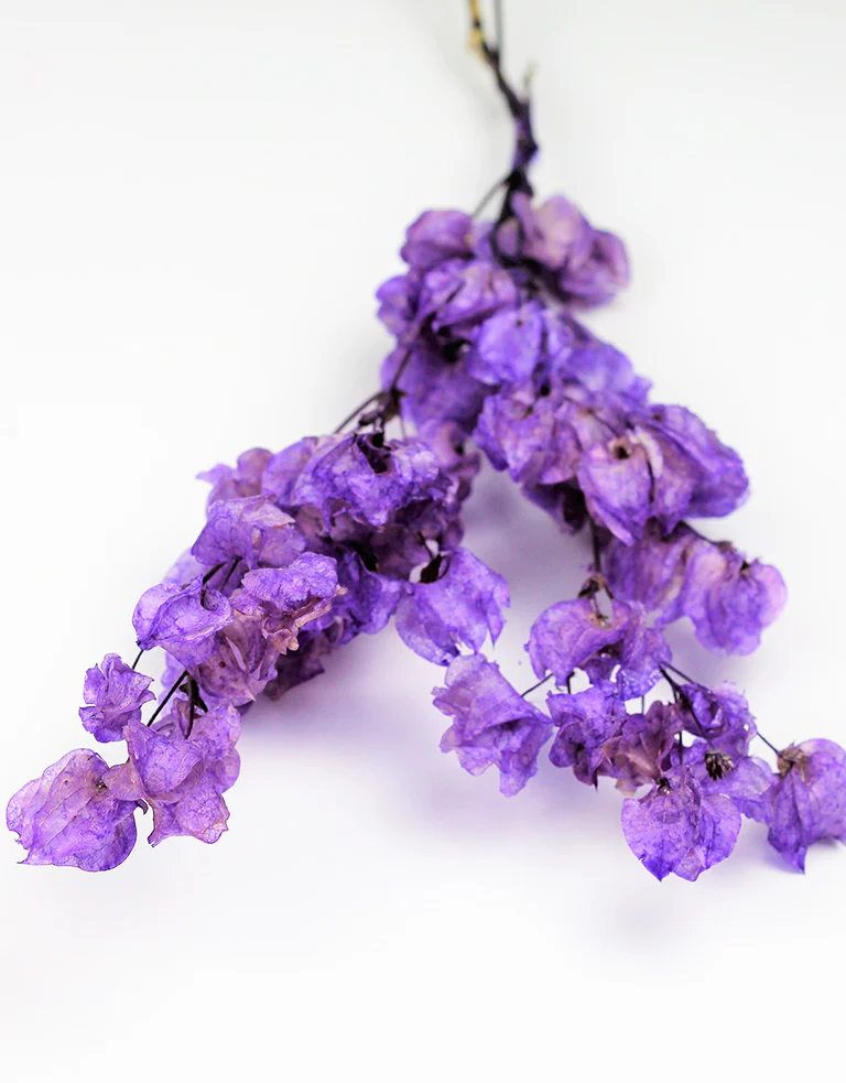 Dried Bougainvillea -  Lilac Bunch, 50 cm - Image 2