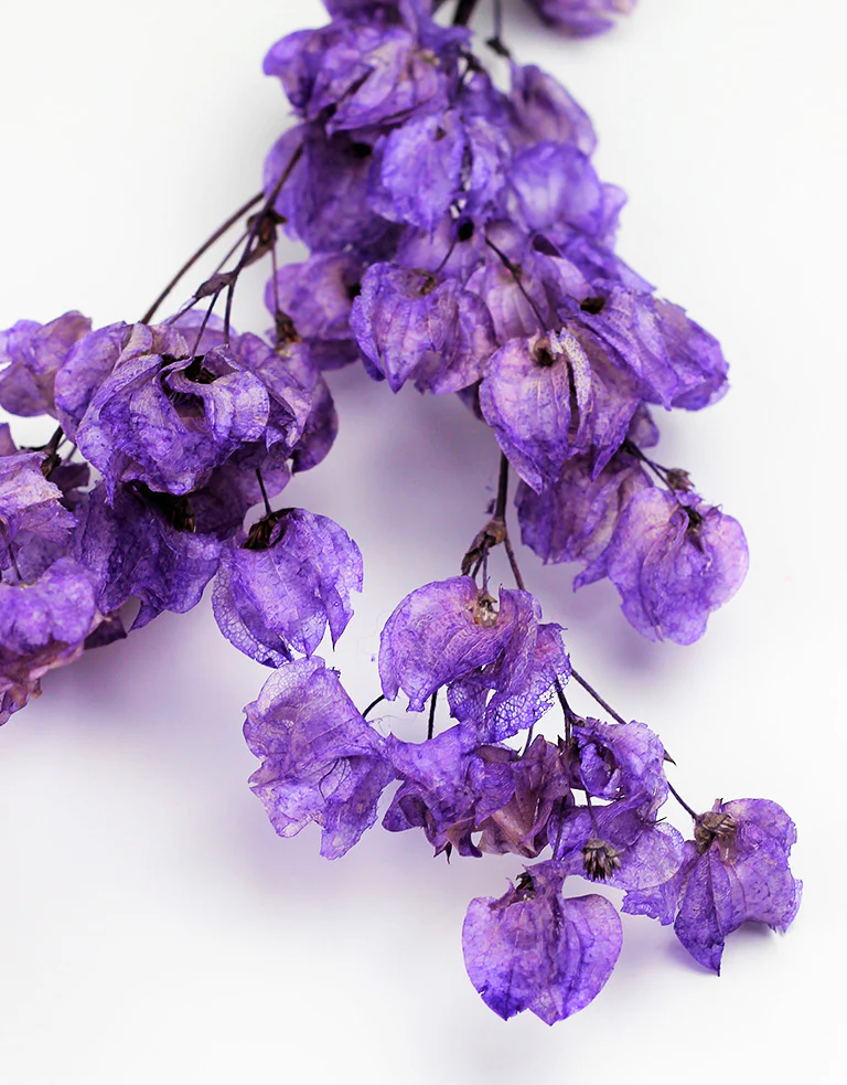 Dried Bougainvillea -  Lilac Bunch, 50 cm - Image 3