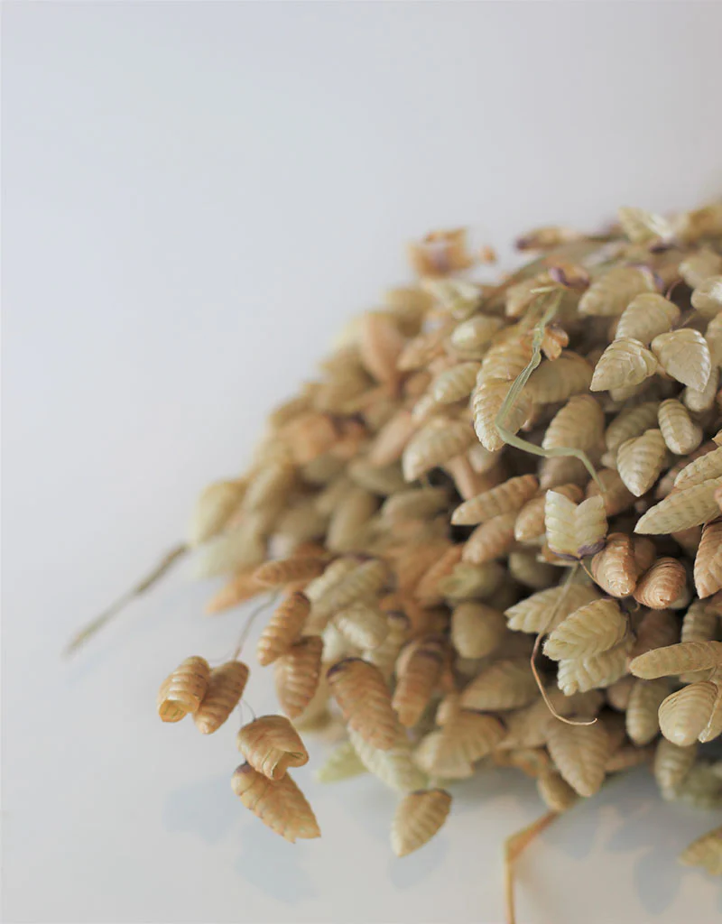 Dried Briza Maxima - Natural Bunch, 50 cm - Image 2
