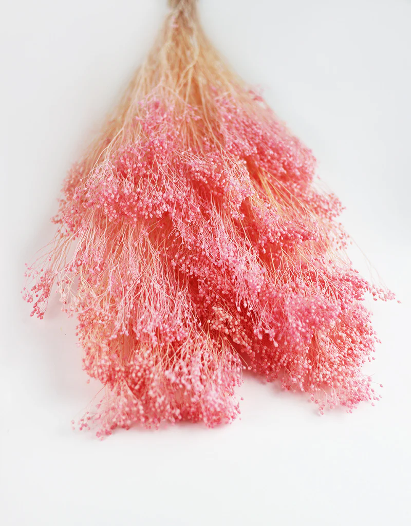 Dried Broom Bloom - Baby Pink Bunch, 55 cm