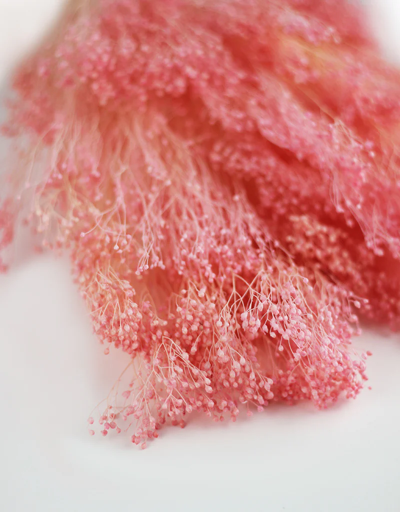 Dried Broom Bloom - Baby Pink Bunch, 55 cm - Image 4