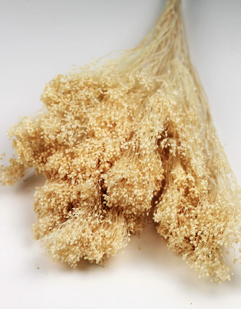 Dried Broom Bloom - Bleached Bunch, 60 cm