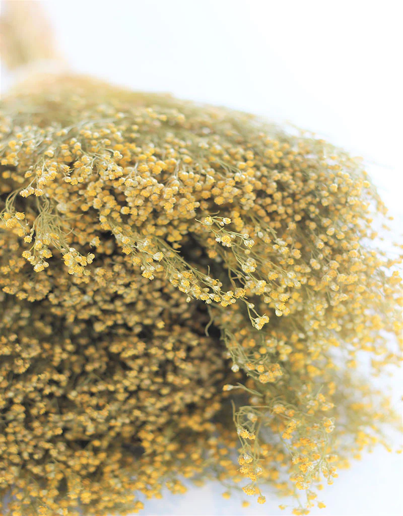 Dried Broom Bloom Flowers - Natural Bunch, 150 grams, 50 cm