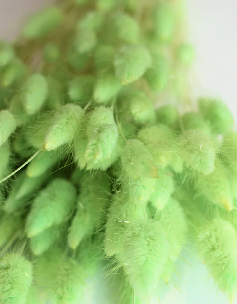 Dried Bunny Tail Lagurus Grass - 100 Grams Apple Green Flowers Bunch, 60 cm - Image 3