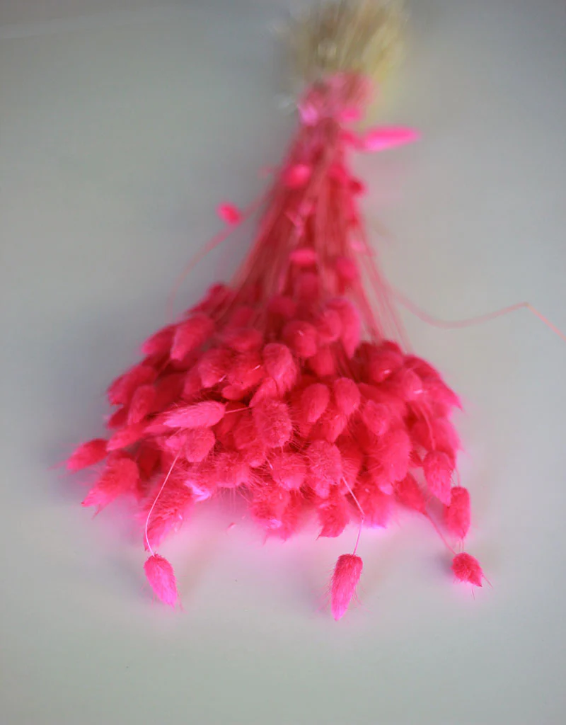 Dried Bunny Tail Lagurus Grass - Cerise Pink Flowers Bunch, 100 Grams, 60 cm