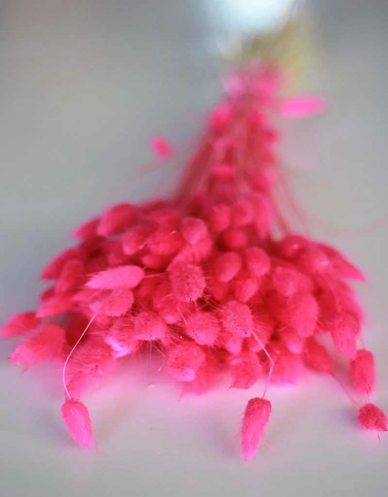 Dried Bunny Tail Lagurus Grass - Cerise Pink Flowers Bunch, 100 Grams, 60 cm - Image 2