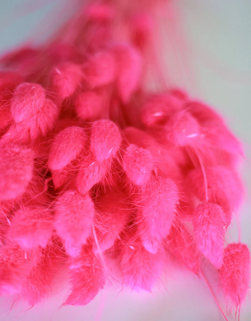 Dried Bunny Tail Lagurus Grass - Cerise Pink Flowers Bunch, 100 Grams, 60 cm - Image 4