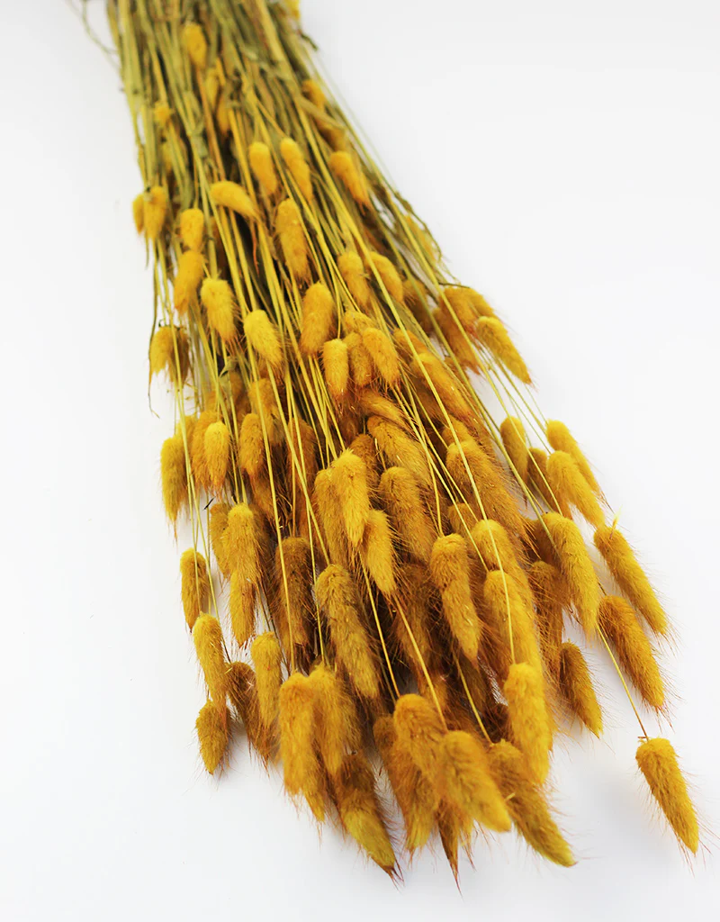 Dried Bunny Tails Lagurus Grass - Ocher Yellow Flowers bunch, 100 Grams, 60 cm