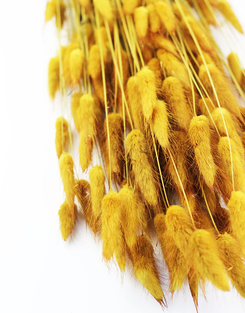 Dried Bunny Tails Lagurus Grass - Ocher Yellow Flowers bunch, 100 Grams, 60 cm - Image 2