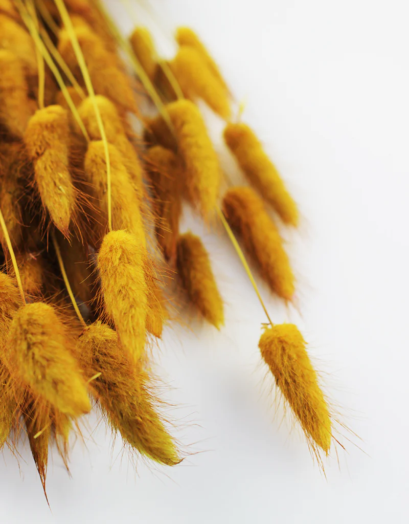 Dried Bunny Tails Lagurus Grass - Ocher Yellow Flowers bunch, 100 Grams, 60 cm - Image 3