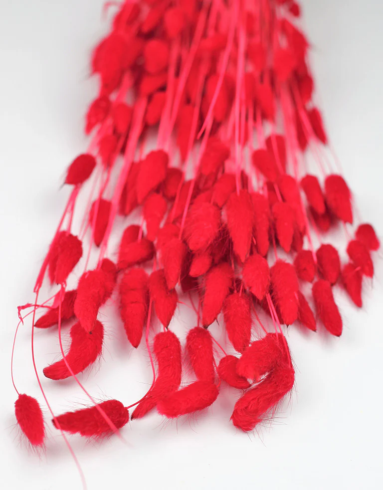 Dried Bunny Tails Lagurus Grass - Red Flowers bunch, 100 Grams, 65 cm