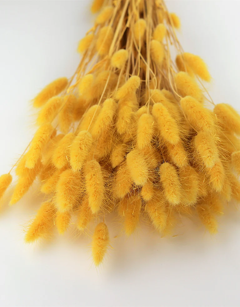 Bestsellers Dried and Preserved Flowers