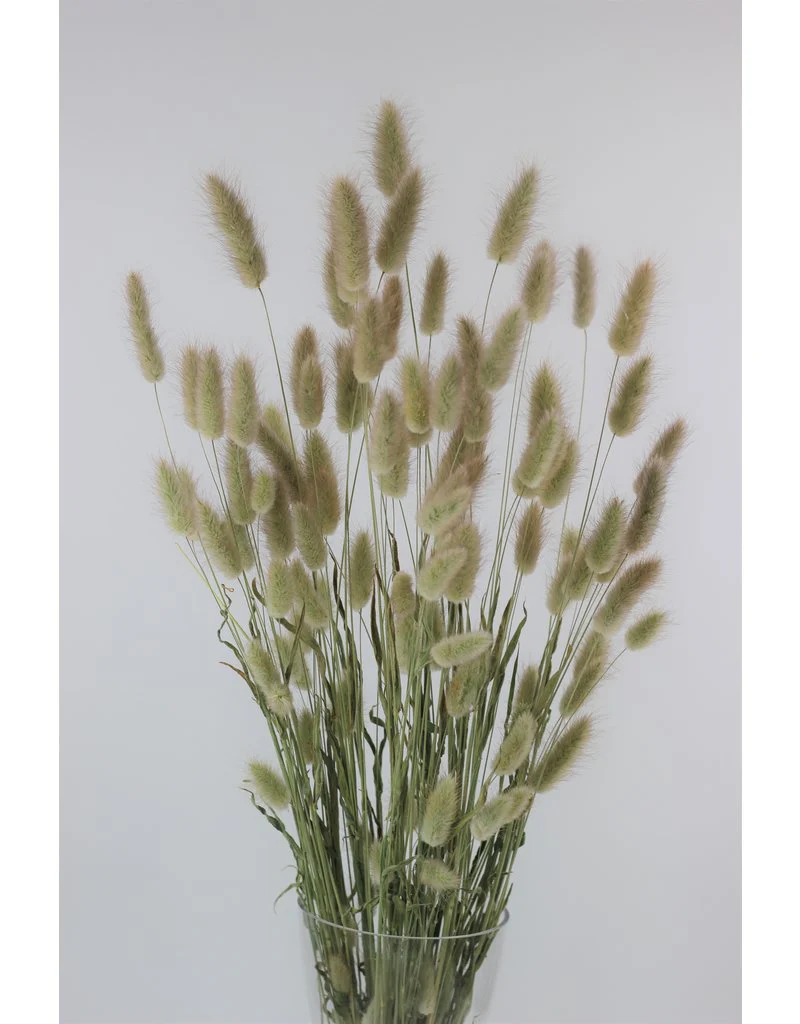 Dried Flowers Collection