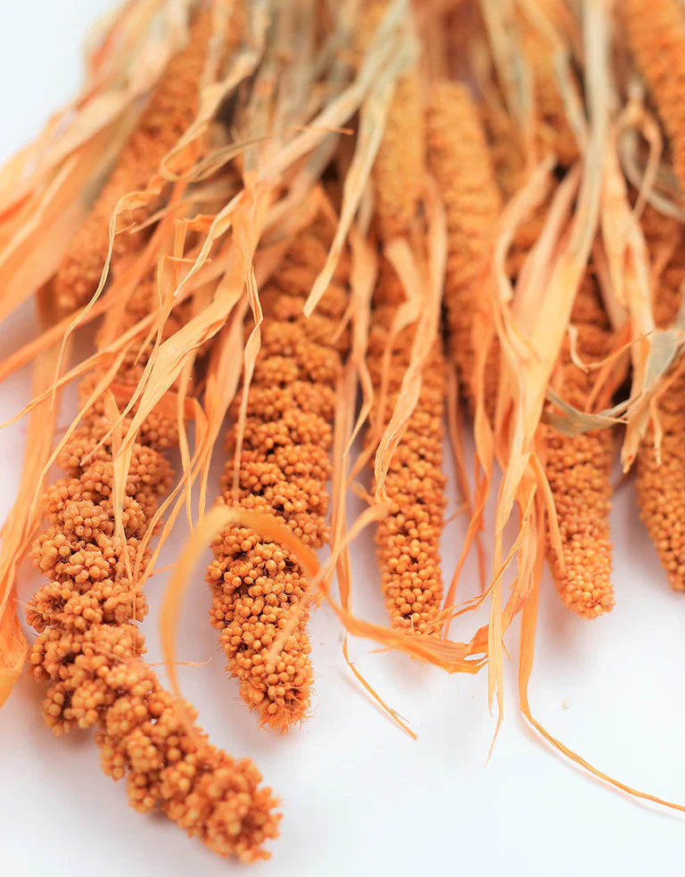 Dried Canary Millet - Salmon / Orange Bunch, 70 cm - Image 2