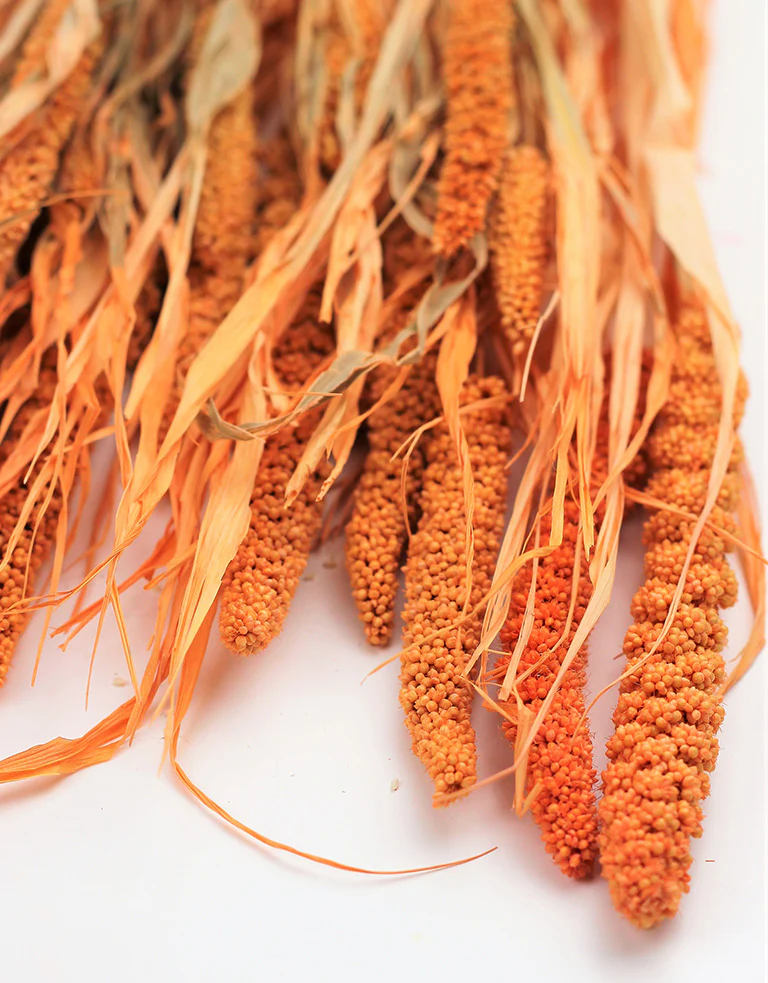 Dried Canary Millet - Salmon / Orange Bunch, 70 cm - Image 3