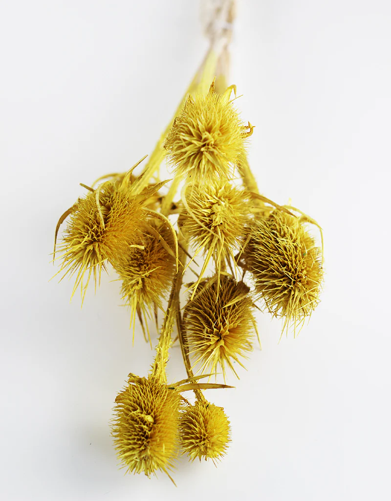 Dried Cardi Flowers- Yellow Bunch, 45 cm
